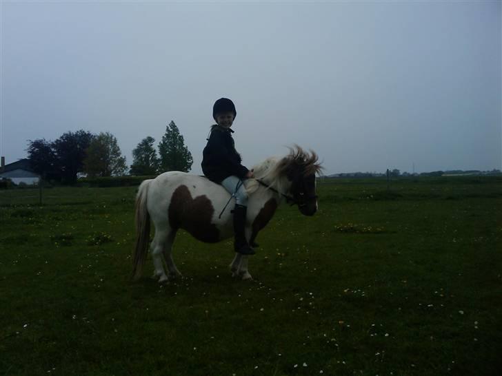 Shetlænder Chessy<33 - mig og søde chessy<3 hun er bare en dejlig pony<3 billede 6
