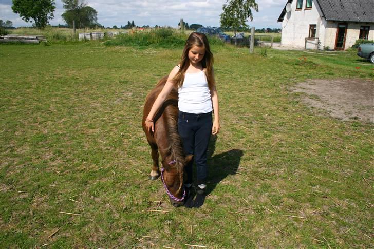 Shetlænder speedy  - nr. 15´ at stå side om side med dig er noget af det bedste jeg ved :,). billede 15