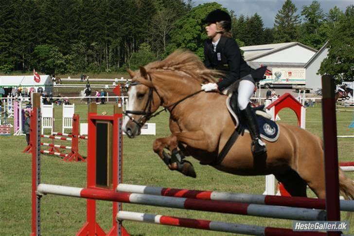 Anden særlig race Sally miin Prinsesse Y solgt - billedet er taget af fotomb billede 5