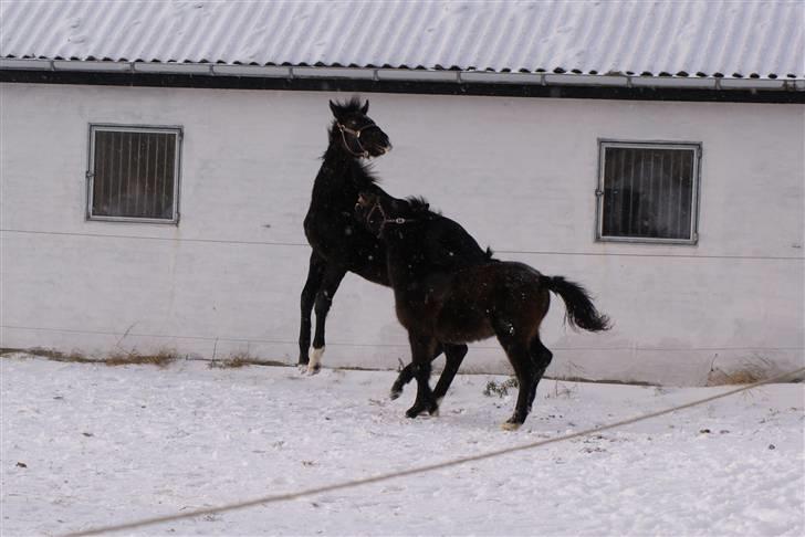 Dansk Varmblod Ågård's Cristo billede 9