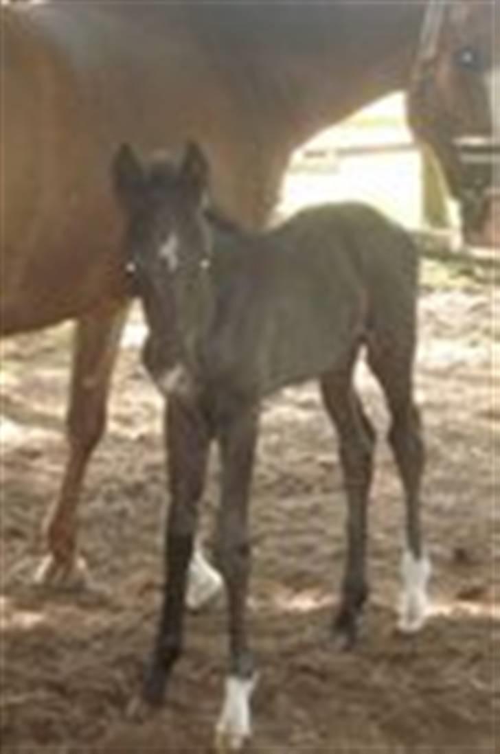 Dansk Varmblod Ågård's Cristo billede 10