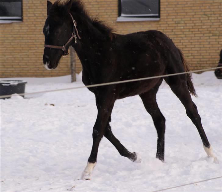 Dansk Varmblod Ågård's Cristo billede 11