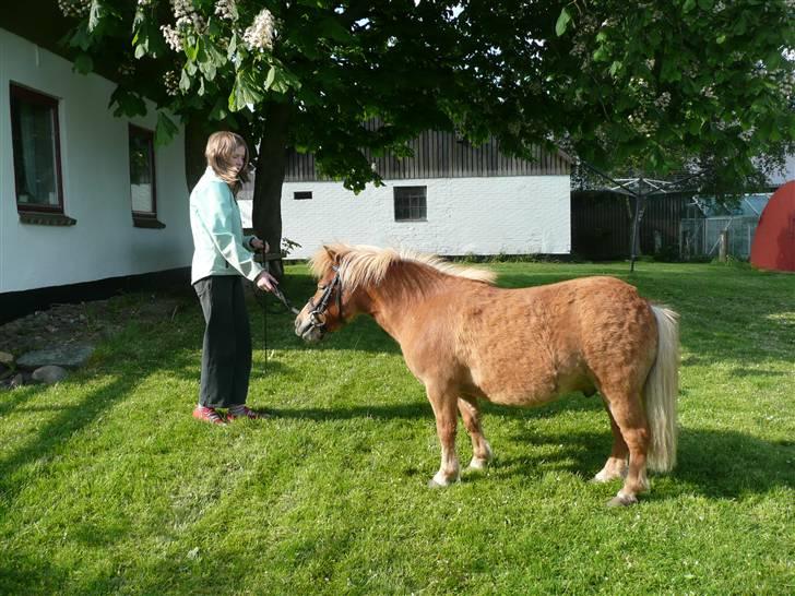 Shetlænder Jochum - Vi øver opstilling, med vinterpels på. Maj 09 billede 16