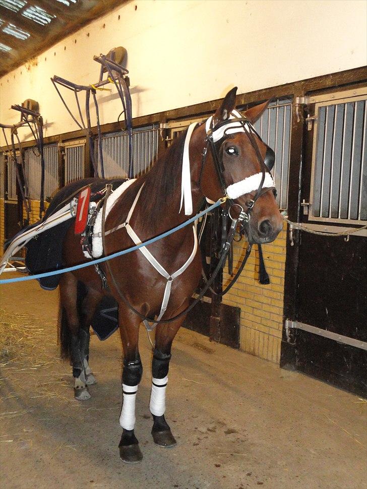 Traver Omars Sahara - Inden løbet i Århus d. 1. oktober 2010 billede 2