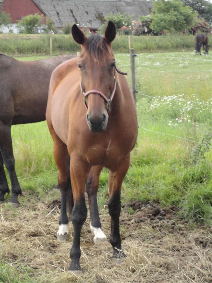 Traver Omars Sahara billede 3