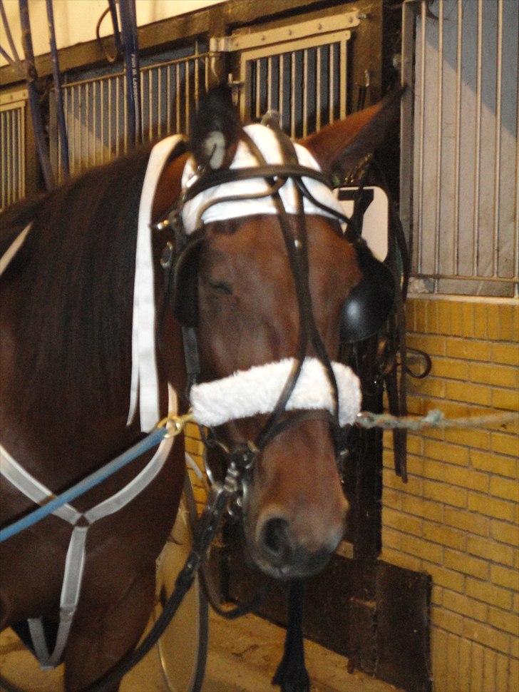 Traver Omars Sahara - Får sig en lille lur inden løbet billede 5