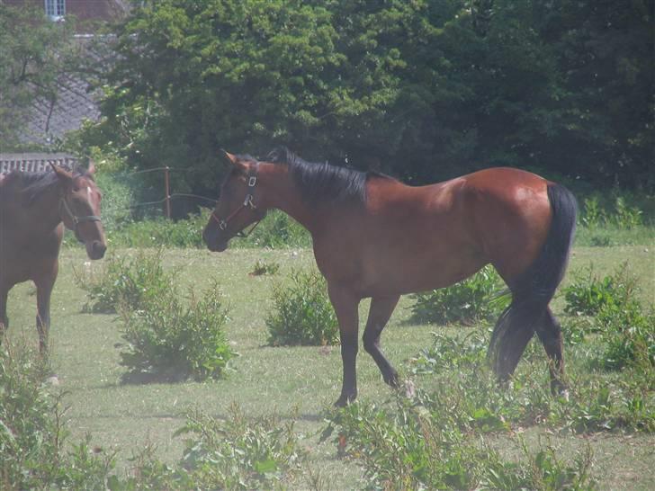 Traver Omars Sahara billede 6