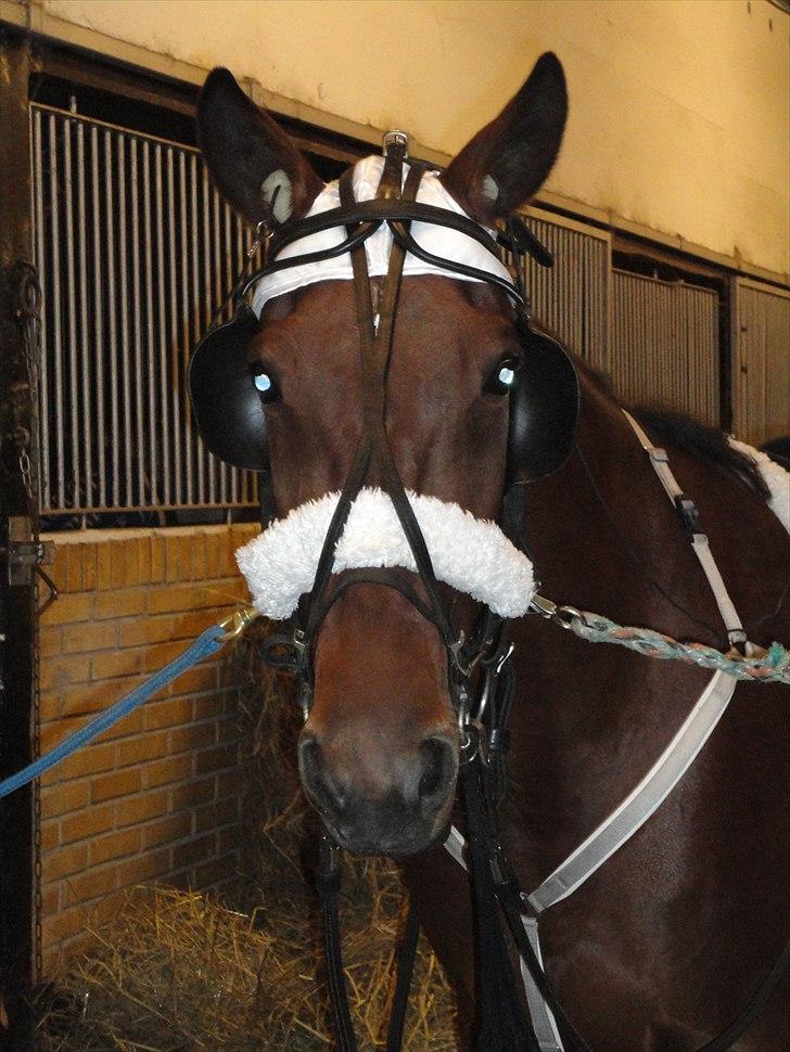 Traver Omars Sahara billede 7