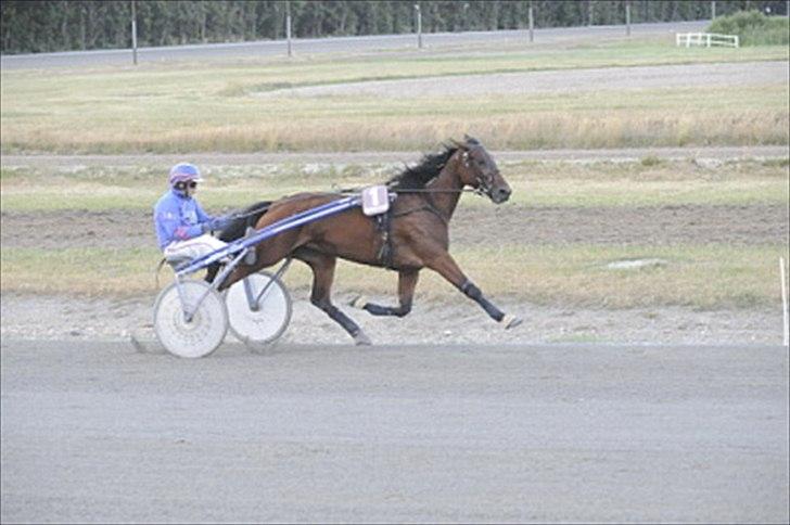 Traver Omars Sahara - Ørkenen i Billund 2008 billede 8