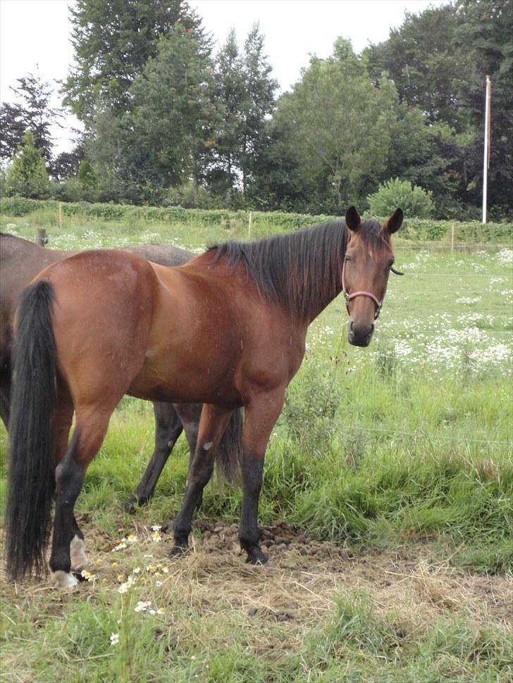 Traver Omars Sahara billede 9