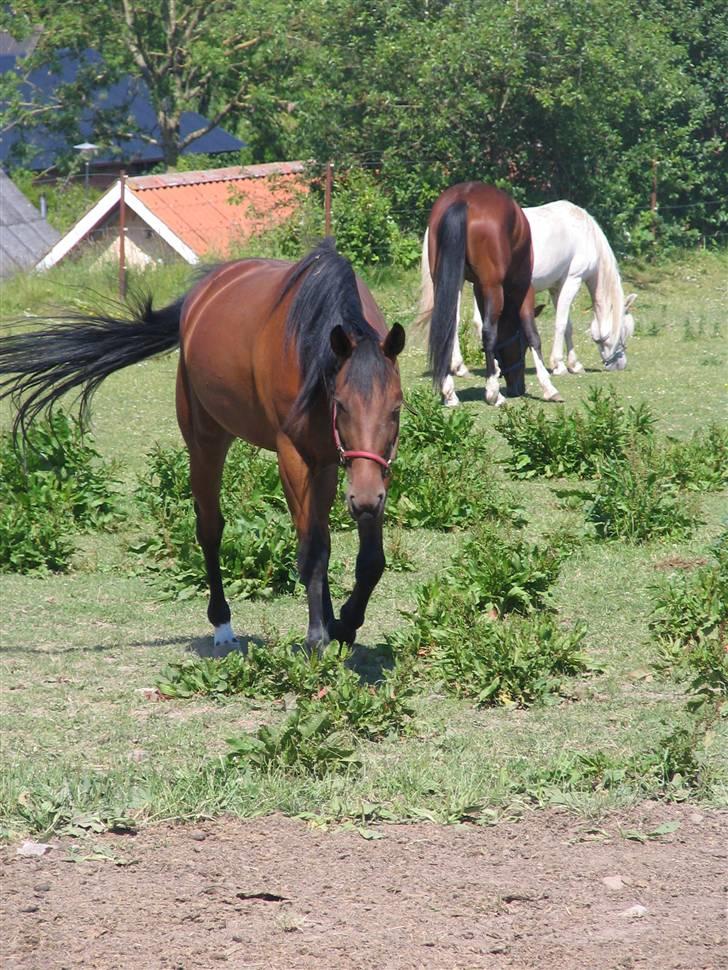 Traver Omars Sahara billede 10