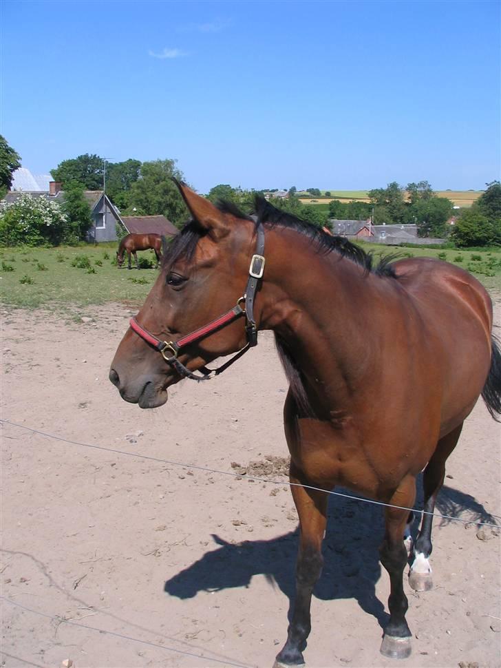 Traver Omars Sahara billede 11