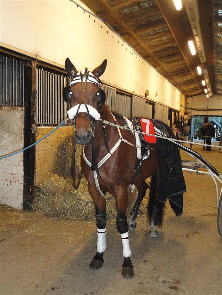 Traver Omars Sahara billede 12