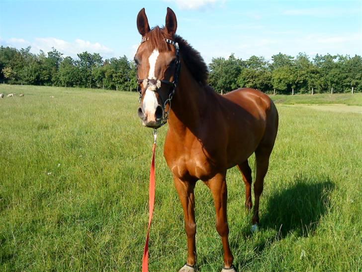 Hollandsk Sportspony Charléne *tidl. hest - Longering ;D billede 8