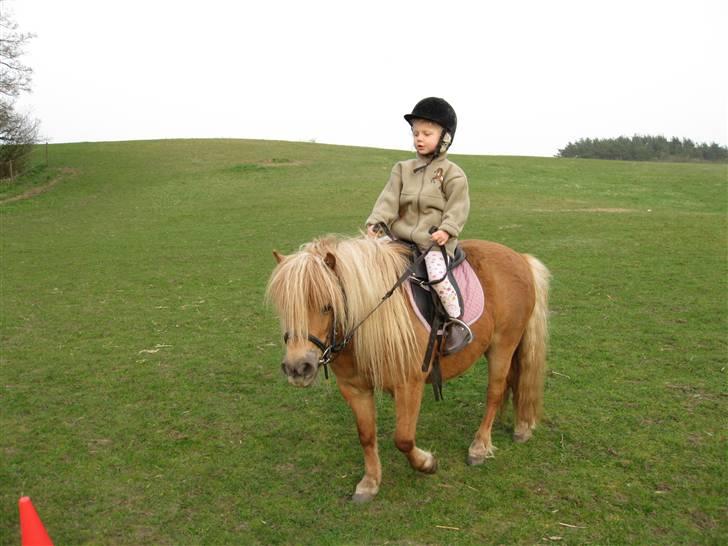 Shetlænder romy van shilling billede 17