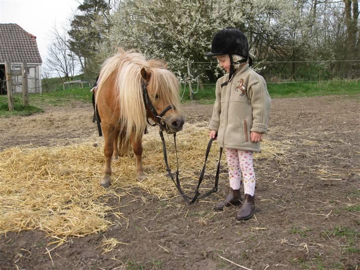 Shetlænder romy van shilling billede 18