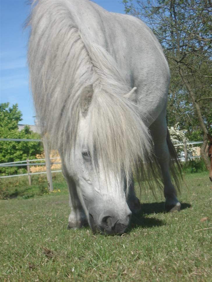 Shetlænder Sylle II af Egense  billede 1
