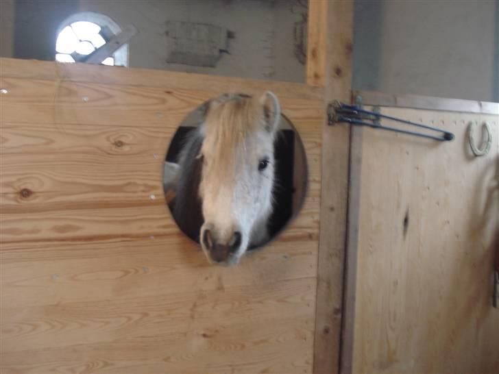 Shetlænder Sylle II af Egense  billede 2