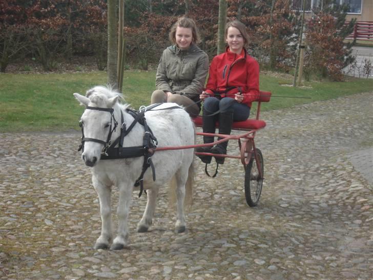 Shetlænder Sylle II af Egense  billede 3