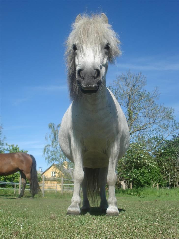 Shetlænder Sylle II af Egense  billede 4