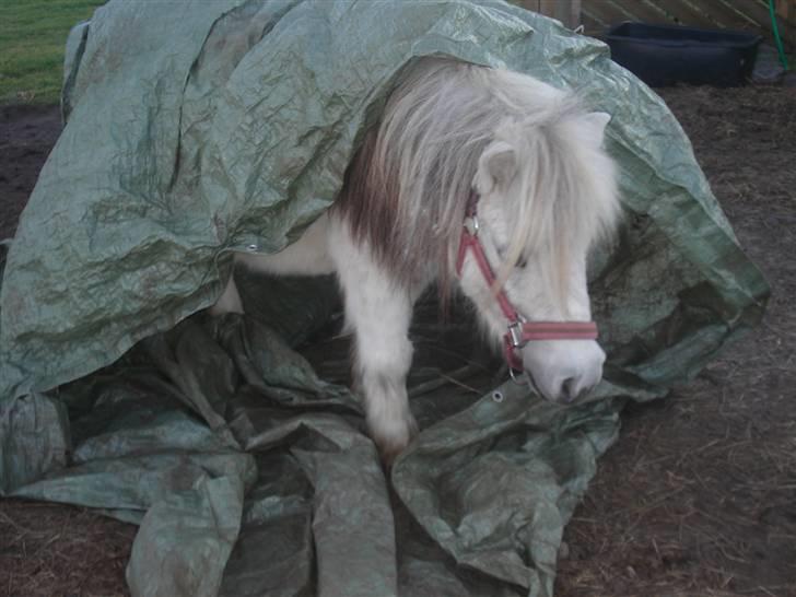 Shetlænder Sylle II af Egense  billede 5