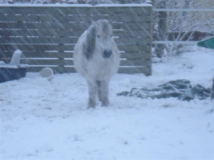 Shetlænder Sylle II af Egense  billede 6