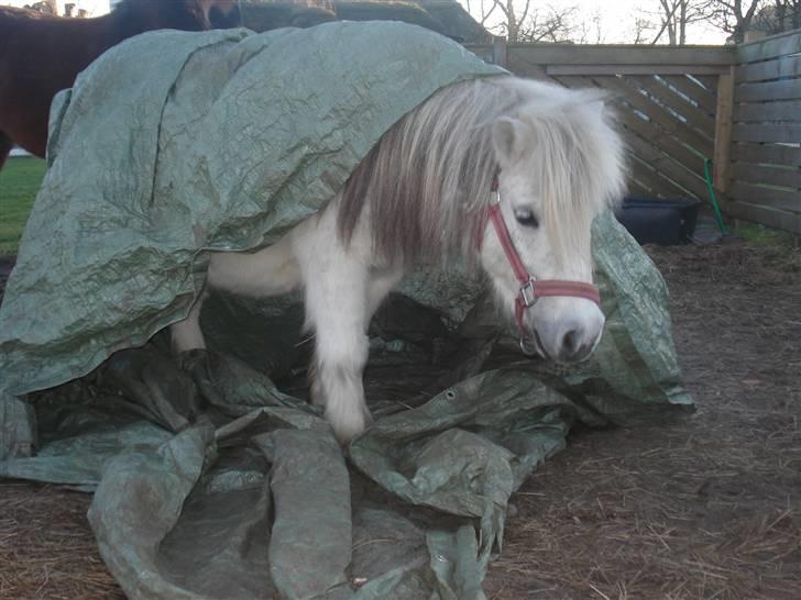 Shetlænder Sylle II af Egense  billede 7