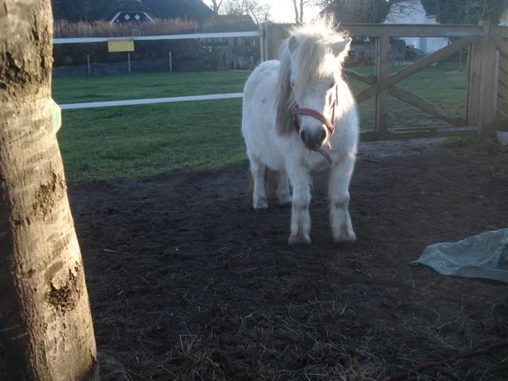 Shetlænder Sylle II af Egense  billede 8