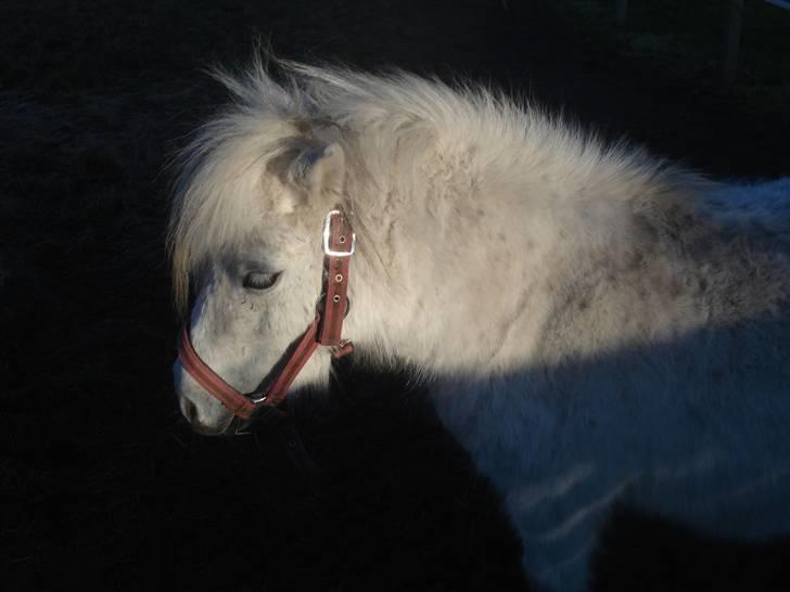 Shetlænder Sylle II af Egense  billede 9