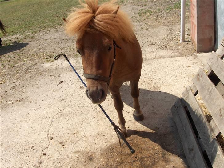 Shetlænder boris R.I.P :'( billede 7