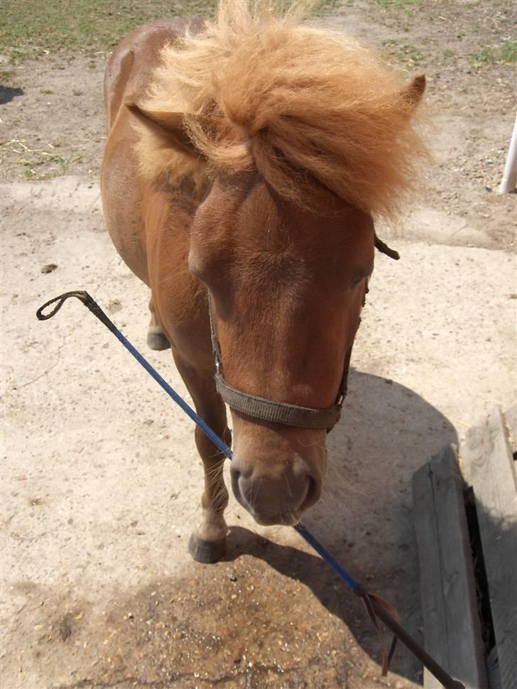 Shetlænder boris R.I.P :'( billede 9