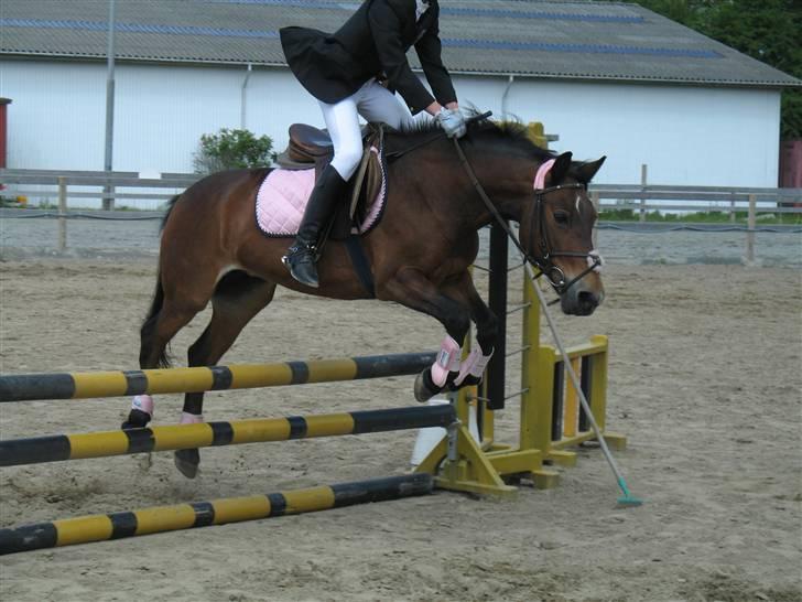 Anden særlig race May-day<3 *solgt* billede 16