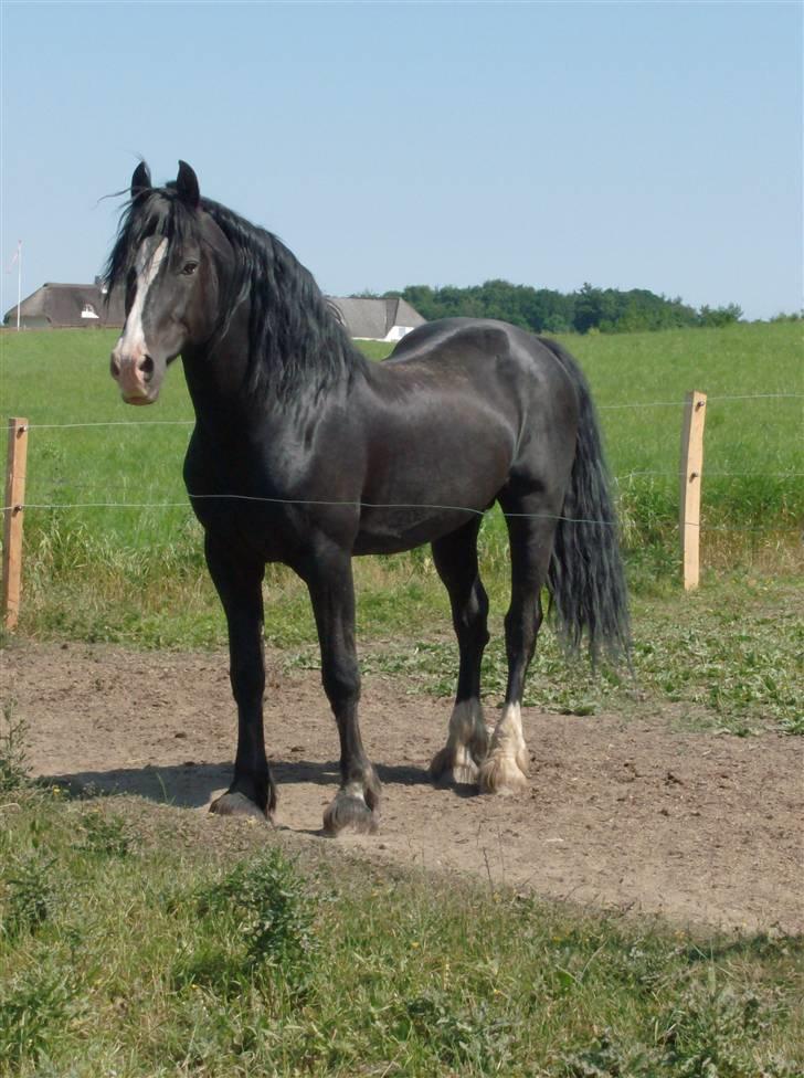 Welsh Cob (sec D) Derwen True To Form (R.I.P.) billede 13