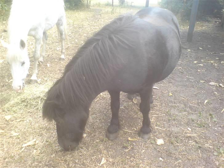 Shetlænder Floris billede 7