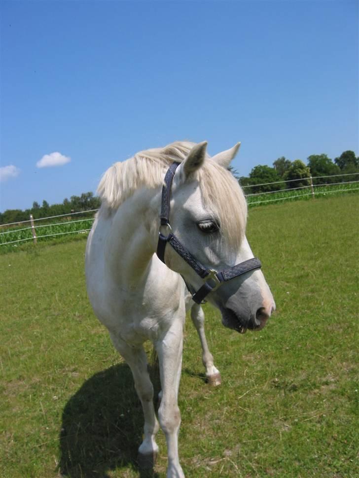 Welsh Pony (sec B) Hovmarkens Liva *Solgt* billede 7