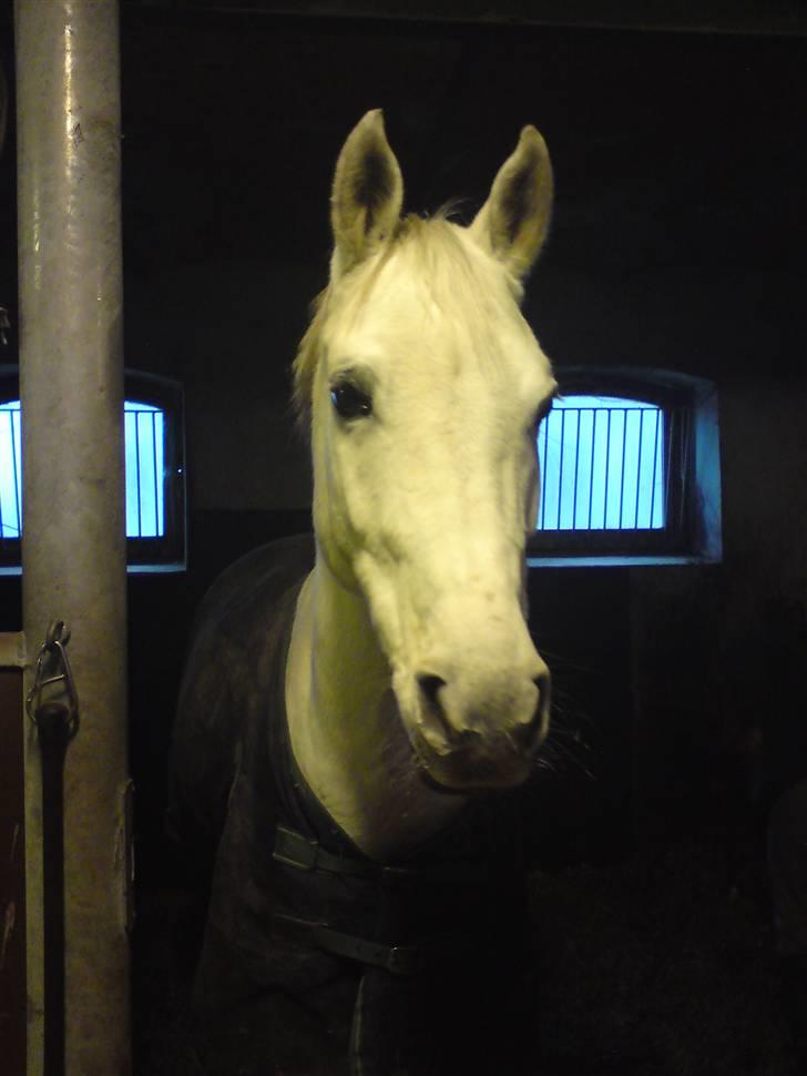 DSP Empire  billede 6