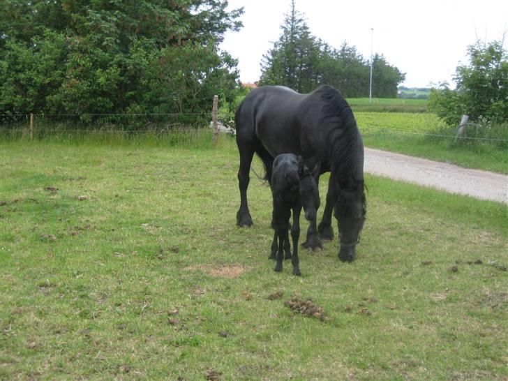 Frieser Quinty  billede 12