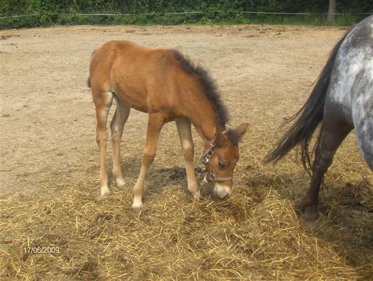 Anden særlig race Beauty billede 17