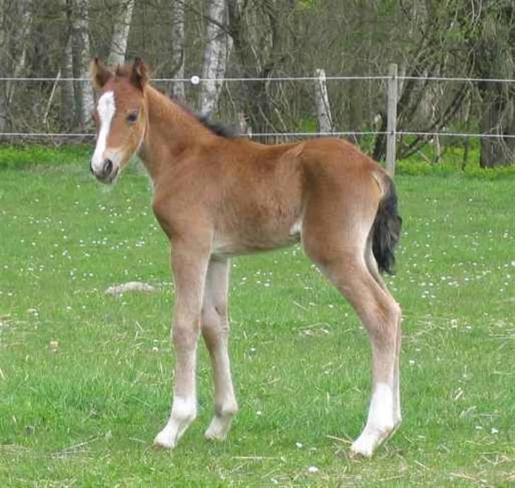 Welsh Pony af Cob-type (sec C) Felicia (Solgt&savnet) - også 1 dag gammel billede 8