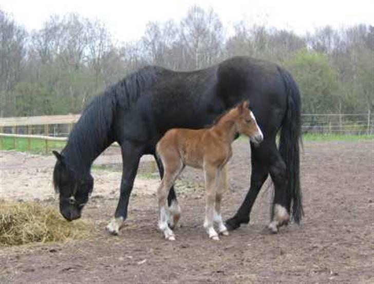Welsh Pony af Cob-type (sec C) Felicia (Solgt&savnet) - 1 dag gammel er hun ikke bare nusser billede 9