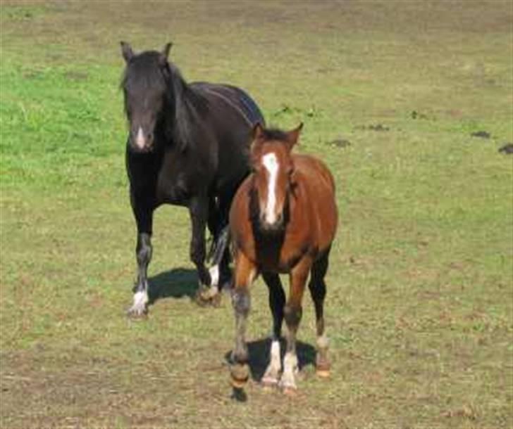 Welsh Pony af Cob-type (sec C) Felicia (Solgt&savnet) - mor og datter den brune pony er mig felicia billede 10