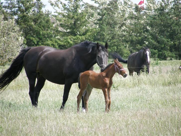 Holstener Casey billede 2