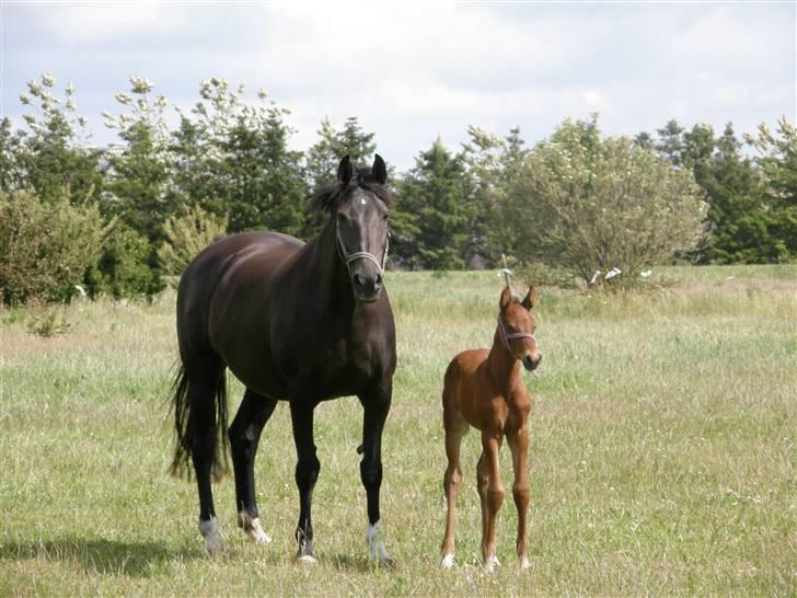 Holstener Casey billede 3