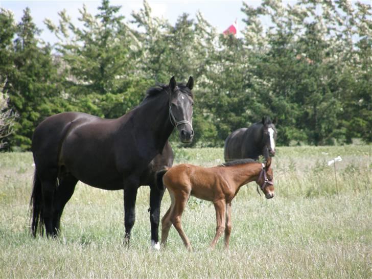 Holstener Casey billede 4