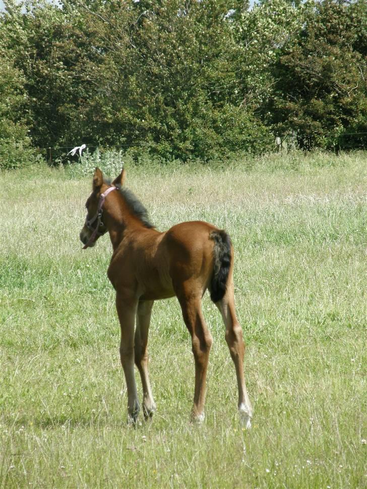 Holstener Casey billede 5