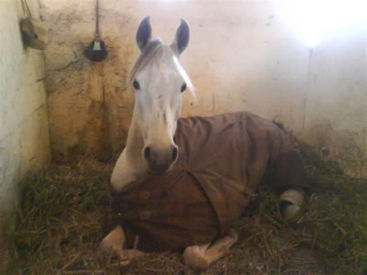 Arabisk fuldblod (OX) Joy Salina billede 14