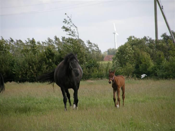 Holstener Casey billede 7