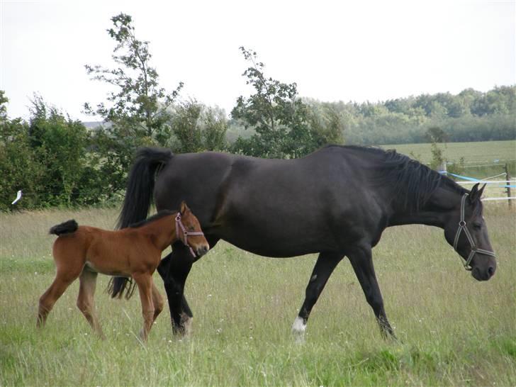 Holstener Casey billede 8