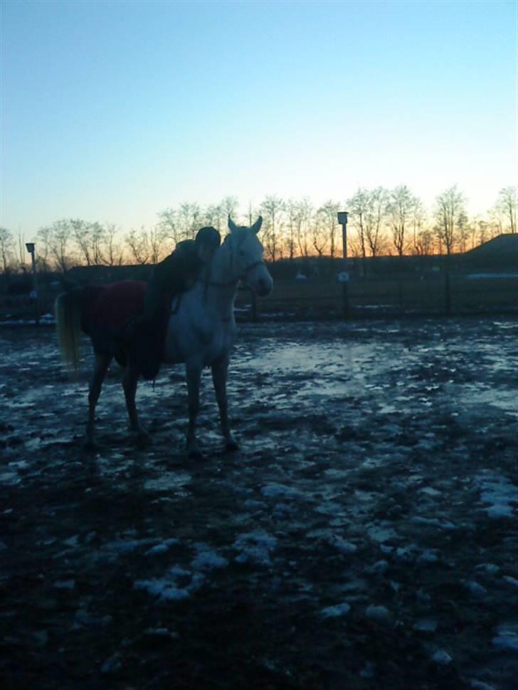 Arabisk fuldblod (OX) Joy Salina billede 17