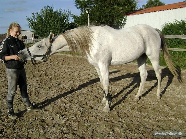 Arabisk fuldblod (OX) Joy Salina - Tak for kigget ved Joy Salinas profil :-) billede 20